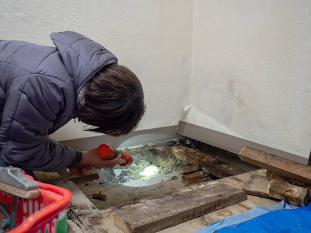 Reliable Fairmount, TN Mold Removal Solutions